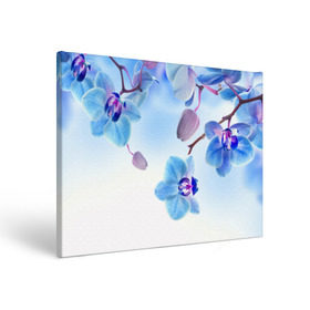Холст прямоугольный с принтом Голубая орхидея в Тюмени, 100% ПВХ |  | Тематика изображения на принте: голубая орхидея | красота | орхидеи | природа | цветок | цветочек | цветы