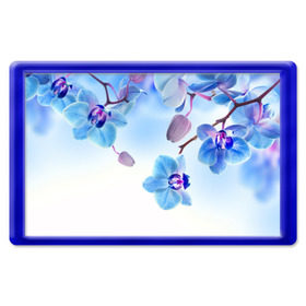 Магнит 45*70 с принтом Голубая орхидея в Тюмени, Пластик | Размер: 78*52 мм; Размер печати: 70*45 | Тематика изображения на принте: голубая орхидея | красота | орхидеи | природа | цветок | цветочек | цветы