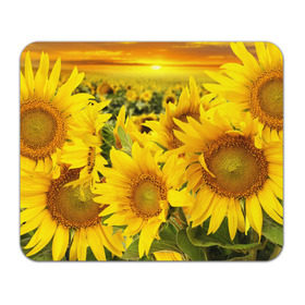 Коврик прямоугольный с принтом Подсолнухи в Тюмени, натуральный каучук | размер 230 х 185 мм; запечатка лицевой стороны | Тематика изображения на принте: желтый | солнце | цветок | яркий