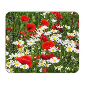 Коврик прямоугольный с принтом Полевые цветы 2 в Тюмени, натуральный каучук | размер 230 х 185 мм; запечатка лицевой стороны | поле | полевые цветы | цветы