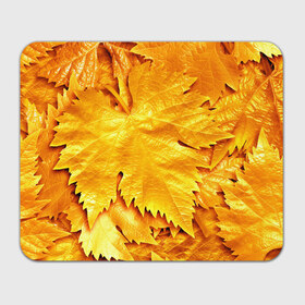 Коврик прямоугольный с принтом Золотая осень в Тюмени, натуральный каучук | размер 230 х 185 мм; запечатка лицевой стороны | жёлтый | золотой | клён | красота | листва | листья | наряд | осень | осина | покров | природа