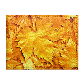 Обложка для студенческого билета с принтом Золотая осень в Тюмени, натуральная кожа | Размер: 11*8 см; Печать на всей внешней стороне | Тематика изображения на принте: жёлтый | золотой | клён | красота | листва | листья | наряд | осень | осина | покров | природа