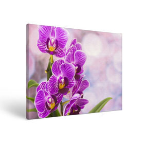 Холст прямоугольный с принтом Божественная орхидея в Тюмени, 100% ПВХ |  | Тематика изображения на принте: 8 марта | букет | весна | красота | куст | лето | орхидея | подарок | сиреневый цвет | цветок | шикарный цветочек