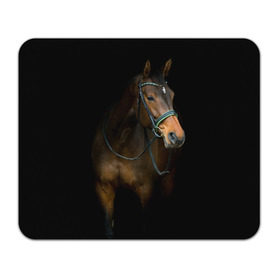 Коврик прямоугольный с принтом Породистый жеребец в Тюмени, натуральный каучук | размер 230 х 185 мм; запечатка лицевой стороны | жеребец | животные | конь | лошадка | лошадь | погоня | седло | скакун | скачки | узда