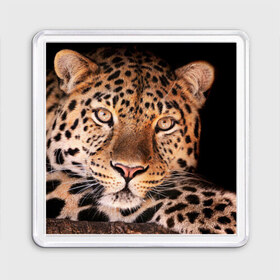 Магнит 55*55 с принтом Леопард в Тюмени, Пластик | Размер: 65*65 мм; Размер печати: 55*55 мм | гепард | грация | дикая кошка | добыча | животные | леопард | ловкость | опасность | пятна | хищник | ягуар