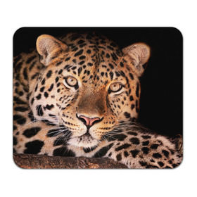 Коврик прямоугольный с принтом Леопард в Тюмени, натуральный каучук | размер 230 х 185 мм; запечатка лицевой стороны | гепард | грация | дикая кошка | добыча | животные | леопард | ловкость | опасность | пятна | хищник | ягуар