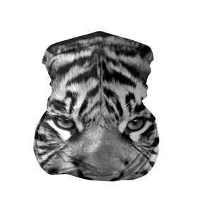 Бандана-труба 3D с принтом Красавец тигр в Тюмени, 100% полиэстер, ткань с особыми свойствами — Activecool | плотность 150‒180 г/м2; хорошо тянется, но сохраняет форму | джунгли | дикая кошка | животные | зверь | король | кровь | мясо | опасность | охотник | тигр | хищник | царь | цирк