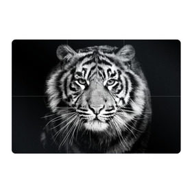 Магнитный плакат 3Х2 с принтом Красавец тигр в Тюмени, Полимерный материал с магнитным слоем | 6 деталей размером 9*9 см | Тематика изображения на принте: джунгли | дикая кошка | животные | зверь | король | кровь | мясо | опасность | охотник | тигр | хищник | царь | цирк