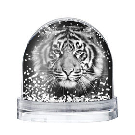 Снежный шар с принтом Красавец тигр в Тюмени, Пластик | Изображение внутри шара печатается на глянцевой фотобумаге с двух сторон | джунгли | дикая кошка | животные | зверь | король | кровь | мясо | опасность | охотник | тигр | хищник | царь | цирк
