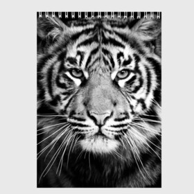 Скетчбук с принтом Красавец тигр в Тюмени, 100% бумага
 | 48 листов, плотность листов — 100 г/м2, плотность картонной обложки — 250 г/м2. Листы скреплены сверху удобной пружинной спиралью | Тематика изображения на принте: джунгли | дикая кошка | животные | зверь | король | кровь | мясо | опасность | охотник | тигр | хищник | царь | цирк