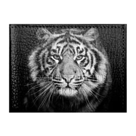 Обложка для студенческого билета с принтом Красавец тигр в Тюмени, натуральная кожа | Размер: 11*8 см; Печать на всей внешней стороне | джунгли | дикая кошка | животные | зверь | король | кровь | мясо | опасность | охотник | тигр | хищник | царь | цирк