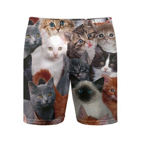 Мужские шорты 3D спортивные с принтом Котики в Тюмени,  |  | cat | cats | кот | котик | коты | котята
