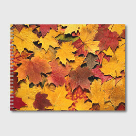 Альбом для рисования с принтом Осень на дворе в Тюмени, 100% бумага
 | матовая бумага, плотность 200 мг. | бордовый | жёлтый | красный | листва | листья