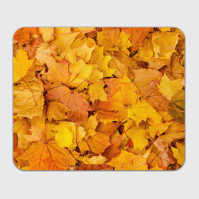 Коврик прямоугольный с принтом Золотая листва в Тюмени, натуральный каучук | размер 230 х 185 мм; запечатка лицевой стороны | жёлтый осень | золото | листья