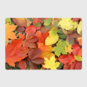 Магнитный плакат 3Х2 с принтом Осенние листья в Тюмени, Полимерный материал с магнитным слоем | 6 деталей размером 9*9 см | жёлтый | красный | листва | оранжевый | осень