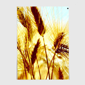 Постер с принтом Колос в Тюмени, 100% бумага
 | бумага, плотность 150 мг. Матовая, но за счет высокого коэффициента гладкости имеет небольшой блеск и дает на свету блики, но в отличии от глянцевой бумаги не покрыта лаком | желтый | злаки | поле | пшеница
