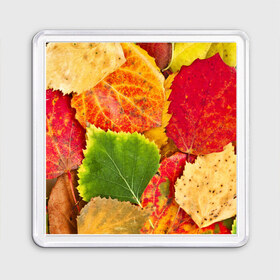 Магнит 55*55 с принтом Осень в Тюмени, Пластик | Размер: 65*65 мм; Размер печати: 55*55 мм | берёза | дары осени | жёлтый | зелёный | золотой | краски | красный | красота | листва | листья | наряд | оранжевый | осень | осина | покров | природа
