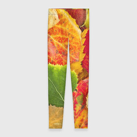 Леггинсы 3D с принтом Осень в Тюмени, 80% полиэстер, 20% эластан | Эластичный пояс, зауженные к низу, низкая посадка | берёза | дары осени | жёлтый | зелёный | золотой | краски | красный | красота | листва | листья | наряд | оранжевый | осень | осина | покров | природа