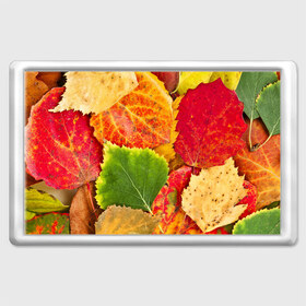 Магнит 45*70 с принтом Осень в Тюмени, Пластик | Размер: 78*52 мм; Размер печати: 70*45 | Тематика изображения на принте: берёза | дары осени | жёлтый | зелёный | золотой | краски | красный | красота | листва | листья | наряд | оранжевый | осень | осина | покров | природа
