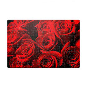 Пазл магнитный 126 элементов с принтом Розы в Тюмени, полимерный материал с магнитным слоем | 126 деталей, размер изделия —  180*270 мм | красная | роза | роса | цветок