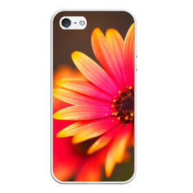 Чехол для iPhone 5/5S матовый с принтом Цветы в Тюмени, Силикон | Область печати: задняя сторона чехла, без боковых панелей | 3д | красивая | природа | цветок