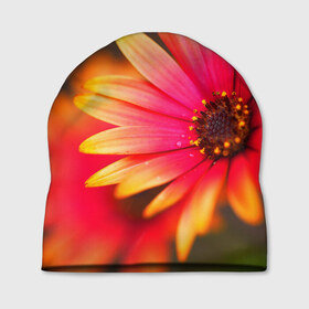 Шапка 3D с принтом Цветы в Тюмени, 100% полиэстер | универсальный размер, печать по всей поверхности изделия | 3д | красивая | природа | цветок