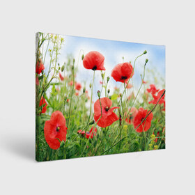 Холст прямоугольный с принтом Дикий мак в Тюмени, 100% ПВХ |  | Тематика изображения на принте: зелень | лето | луг | лужайка | мак | небо | облака | поле | полевые цветы | природа | растения | растительность