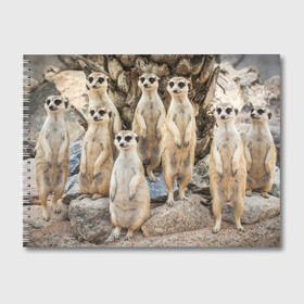 Альбом для рисования с принтом Сурикаты в Тюмени, 100% бумага
 | матовая бумага, плотность 200 мг. | Тематика изображения на принте: животное | зверёк | калахари | мангуст | млекопитающее | сурикат | южная африка