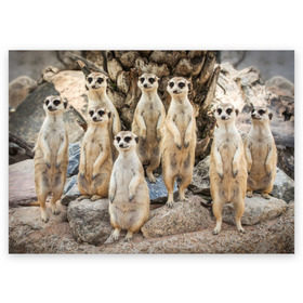 Поздравительная открытка с принтом Сурикаты в Тюмени, 100% бумага | плотность бумаги 280 г/м2, матовая, на обратной стороне линовка и место для марки
 | Тематика изображения на принте: животное | зверёк | калахари | мангуст | млекопитающее | сурикат | южная африка