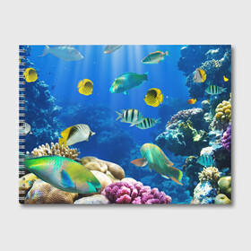 Альбом для рисования с принтом Дайвинг в Тюмени, 100% бумага
 | матовая бумага, плотность 200 мг. | Тематика изображения на принте: дайвинг | египет | каникулы | коралловый риф | крабы | красное море | море | морские обитатели | океан | отдых | отпуск | подводные красоты | приключение | рыбки | рыбы | туризм