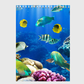 Скетчбук с принтом Дайвинг в Тюмени, 100% бумага
 | 48 листов, плотность листов — 100 г/м2, плотность картонной обложки — 250 г/м2. Листы скреплены сверху удобной пружинной спиралью | Тематика изображения на принте: дайвинг | египет | каникулы | коралловый риф | крабы | красное море | море | морские обитатели | океан | отдых | отпуск | подводные красоты | приключение | рыбки | рыбы | туризм