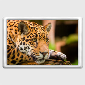 Магнит 45*70 с принтом Леопард в Тюмени, Пластик | Размер: 78*52 мм; Размер печати: 70*45 | взгляд | дикий | леопард | ягуар