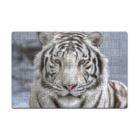 Пазл магнитный 126 элементов с принтом Бенгальский тигр в Тюмени, полимерный материал с магнитным слоем | 126 деталей, размер изделия —  180*270 мм | Тематика изображения на принте: tiger | белый | дикая кошка | тигр | хищник