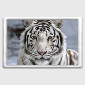 Магнит 45*70 с принтом Бенгальский тигр в Тюмени, Пластик | Размер: 78*52 мм; Размер печати: 70*45 | Тематика изображения на принте: tiger | белый | дикая кошка | тигр | хищник