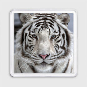 Магнит 55*55 с принтом Бенгальский тигр в Тюмени, Пластик | Размер: 65*65 мм; Размер печати: 55*55 мм | Тематика изображения на принте: tiger | белый | дикая кошка | тигр | хищник