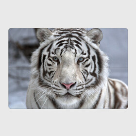 Магнитный плакат 3Х2 с принтом Бенгальский тигр в Тюмени, Полимерный материал с магнитным слоем | 6 деталей размером 9*9 см | tiger | белый | дикая кошка | тигр | хищник