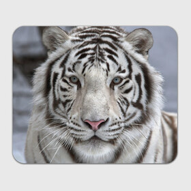 Коврик прямоугольный с принтом Бенгальский тигр в Тюмени, натуральный каучук | размер 230 х 185 мм; запечатка лицевой стороны | Тематика изображения на принте: tiger | белый | дикая кошка | тигр | хищник