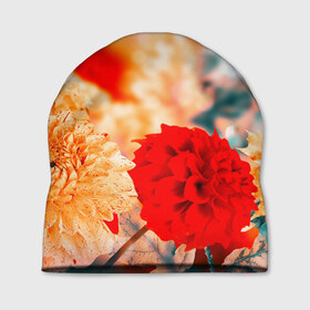Шапка 3D с принтом Георгины в Тюмени, 100% полиэстер | универсальный размер, печать по всей поверхности изделия | букет | георгины | красота | цветы
