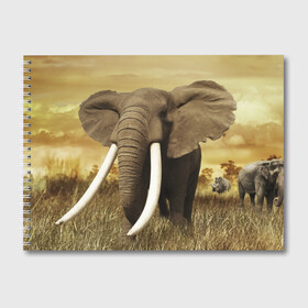 Альбом для рисования с принтом Могучий слон в Тюмени, 100% бумага
 | матовая бумага, плотность 200 мг. | elephant | африка | бивни | джунгли | мамонт | савана | сафари | слон | хобот