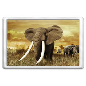 Магнит 45*70 с принтом Могучий слон в Тюмени, Пластик | Размер: 78*52 мм; Размер печати: 70*45 | Тематика изображения на принте: elephant | африка | бивни | джунгли | мамонт | савана | сафари | слон | хобот