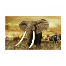 Бумага для упаковки 3D с принтом Могучий слон в Тюмени, пластик и полированная сталь | круглая форма, металлическое крепление в виде кольца | Тематика изображения на принте: elephant | африка | бивни | джунгли | мамонт | савана | сафари | слон | хобот