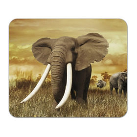 Коврик прямоугольный с принтом Могучий слон в Тюмени, натуральный каучук | размер 230 х 185 мм; запечатка лицевой стороны | elephant | африка | бивни | джунгли | мамонт | савана | сафари | слон | хобот