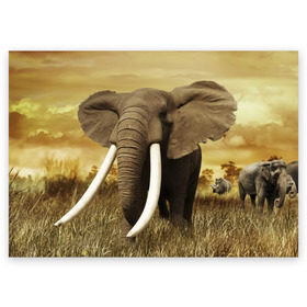 Поздравительная открытка с принтом Могучий слон в Тюмени, 100% бумага | плотность бумаги 280 г/м2, матовая, на обратной стороне линовка и место для марки
 | Тематика изображения на принте: elephant | африка | бивни | джунгли | мамонт | савана | сафари | слон | хобот