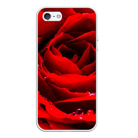 Чехол для iPhone 5/5S матовый с принтом Роза в Тюмени, Силикон | Область печати: задняя сторона чехла, без боковых панелей | роза | розовая | розы | романтика | цветы