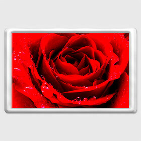 Магнит 45*70 с принтом Роза в Тюмени, Пластик | Размер: 78*52 мм; Размер печати: 70*45 | роза | розовая | розы | романтика | цветы