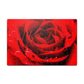 Пазл магнитный 126 элементов с принтом Роза в Тюмени, полимерный материал с магнитным слоем | 126 деталей, размер изделия —  180*270 мм | роза | розовая | розы | романтика | цветы
