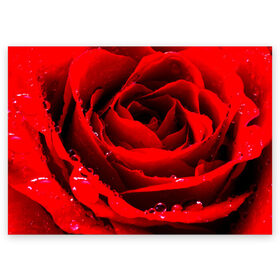 Поздравительная открытка с принтом Роза в Тюмени, 100% бумага | плотность бумаги 280 г/м2, матовая, на обратной стороне линовка и место для марки
 | роза | розовая | розы | романтика | цветы