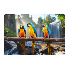 Магнитный плакат 3Х2 с принтом Экзотические попугаи в Тюмени, Полимерный материал с магнитным слоем | 6 деталей размером 9*9 см | Тематика изображения на принте: джунгли | клюв | острова | перья | попугай | птица | тропики | экзотика