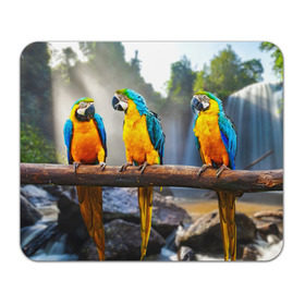 Коврик прямоугольный с принтом Экзотические попугаи в Тюмени, натуральный каучук | размер 230 х 185 мм; запечатка лицевой стороны | Тематика изображения на принте: джунгли | клюв | острова | перья | попугай | птица | тропики | экзотика