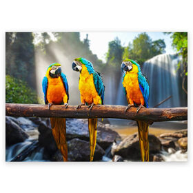 Поздравительная открытка с принтом Экзотические попугаи в Тюмени, 100% бумага | плотность бумаги 280 г/м2, матовая, на обратной стороне линовка и место для марки
 | джунгли | клюв | острова | перья | попугай | птица | тропики | экзотика
